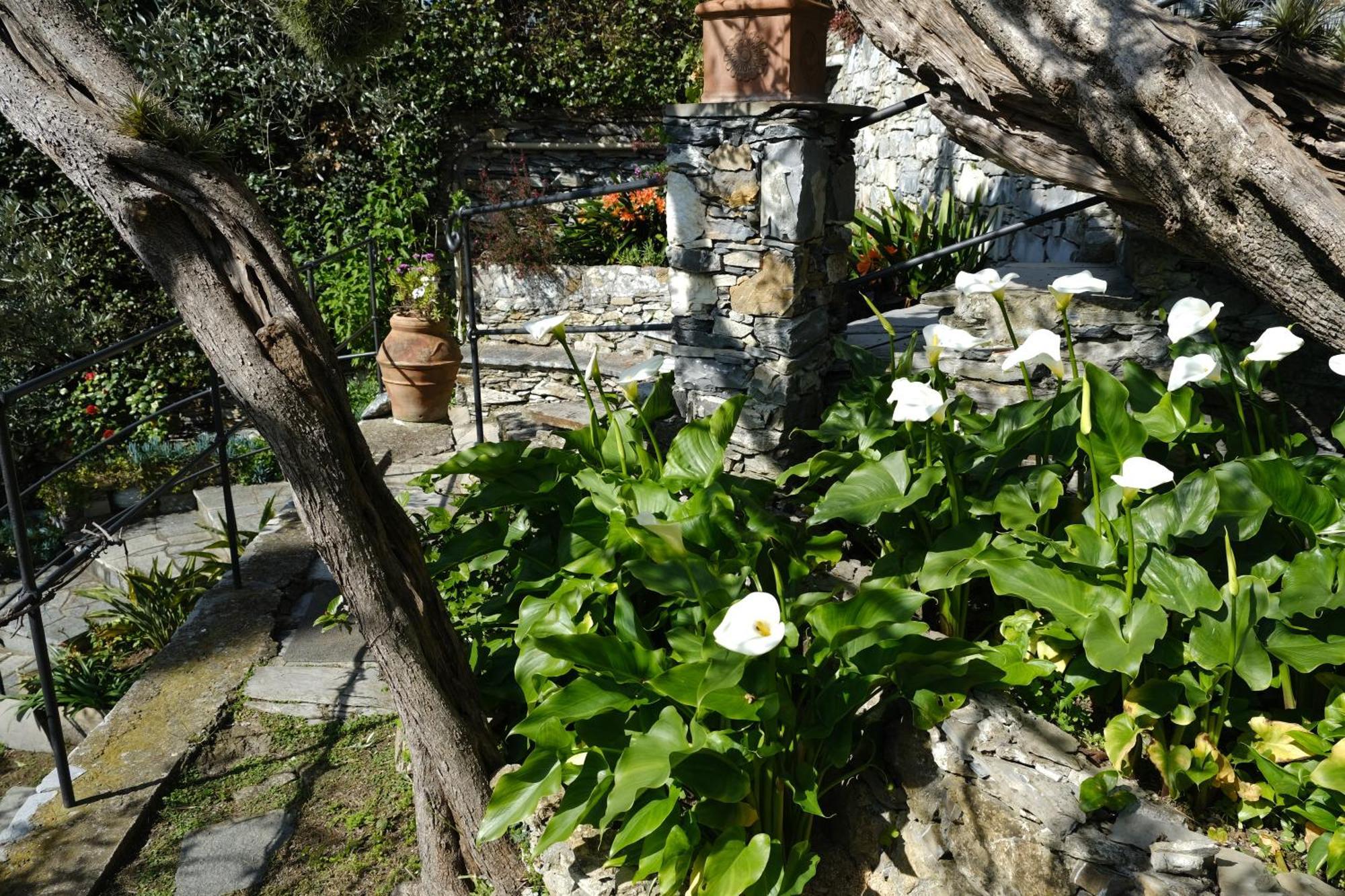 L'Alcova Tra Gli Ulivi By Portofinovacanze Zoagli Extérieur photo